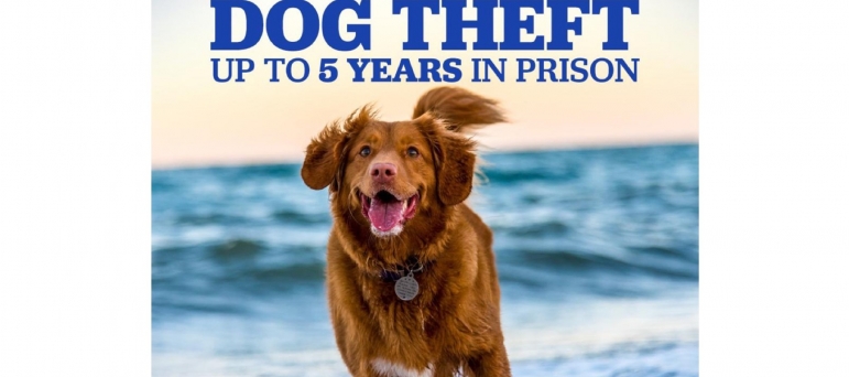 Dog Theft New Offence.jpg 